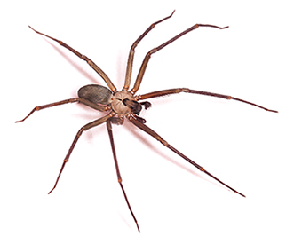 Brown recluse Brown Recluse