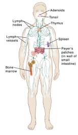 The Immune System - Click to Enlarge Locations of lymph system organs throughout the body.